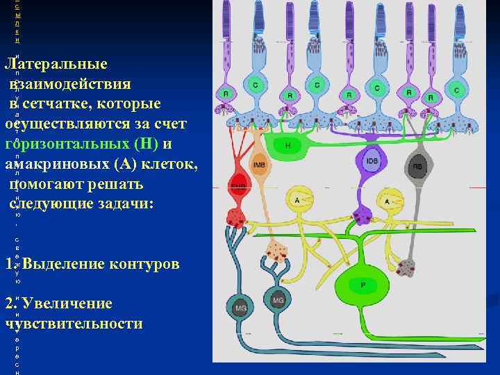 с с ы л к и и Латеральные п о взаимодействия л у вч