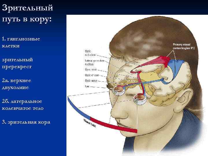 Зрительный путь в кору: 1. ганглиозные клетки зрительный пререкрест 2 а. верхнее двухолмие 2