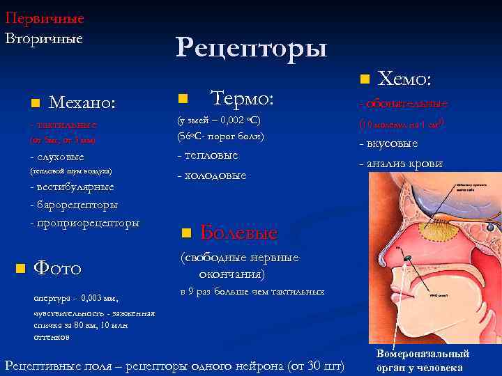 Первичные Вторичные n Механо: - тактильные (от 5 мг, от 3 мм) - слуховые