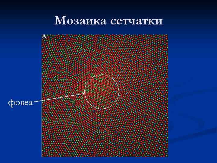 Мозаика сетчатки фовеа 
