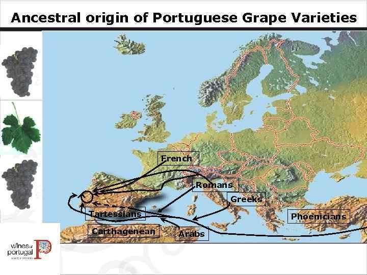 Ancestral origin of Portuguese Grape Varieties French Romans Greeks Tartessians Carthagenean Phoenicians Arabs 