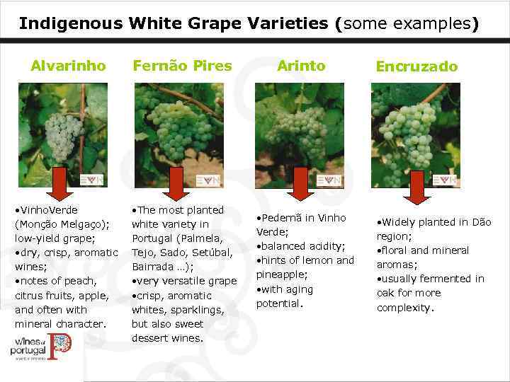 Indigenous White Grape Varieties (some examples) Alvarinho Fernão Pires • Vinho. Verde (Monção Melgaço);