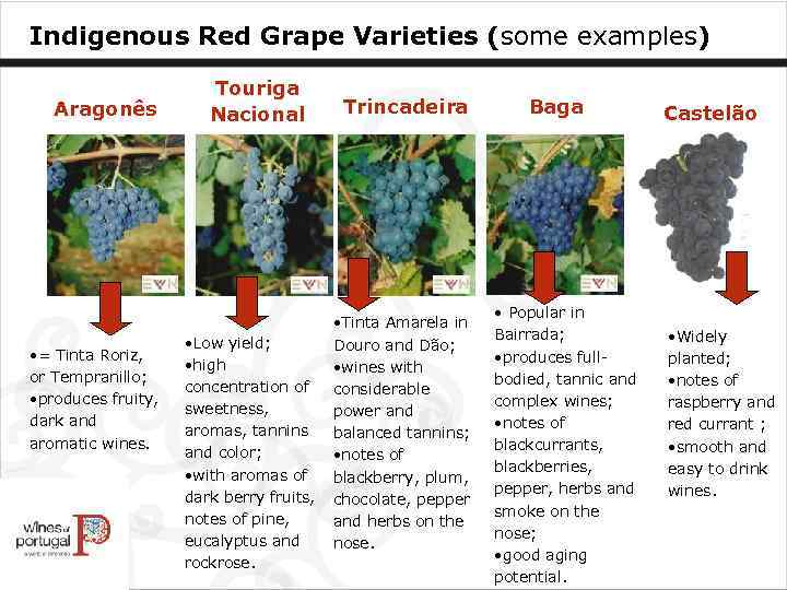 Indigenous Red Grape Varieties (some examples) Aragonês • = Tinta Roriz, or Tempranillo; •