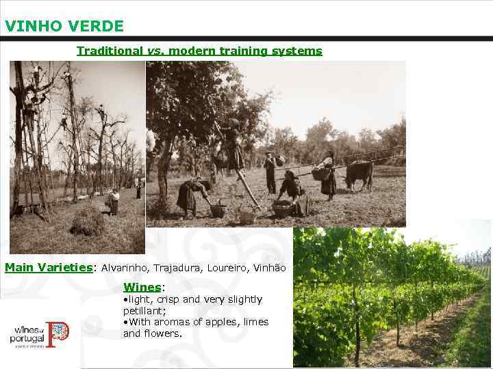 VINHO VERDE Traditional vs. modern training systems Main Varieties: Alvarinho, Trajadura, Loureiro, Vinhão Wines: