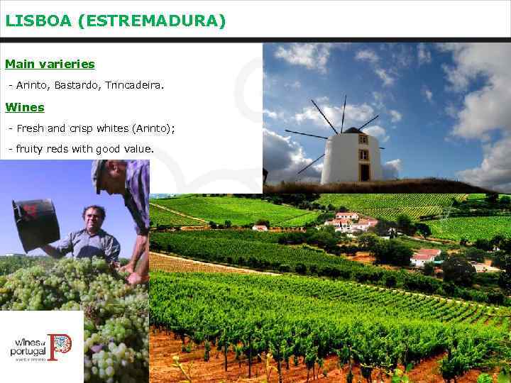 LISBOA (ESTREMADURA) Main varieries - Arinto, Bastardo, Trincadeira. Wines - Fresh and crisp whites