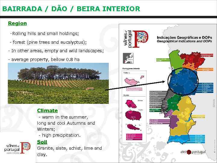 BAIRRADA / DÃO / BEIRA INTERIOR Region -Rolling hills and small holdings; - forest