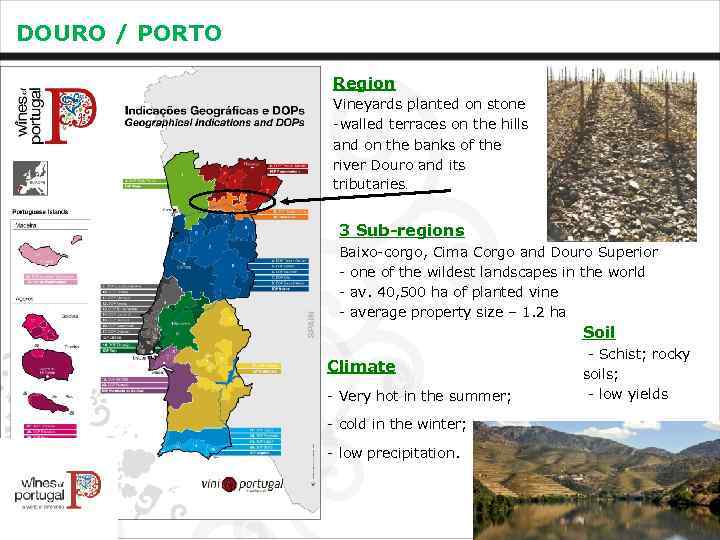 DOURO / PORTO Region Vineyards planted on stone -walled terraces on the hills and