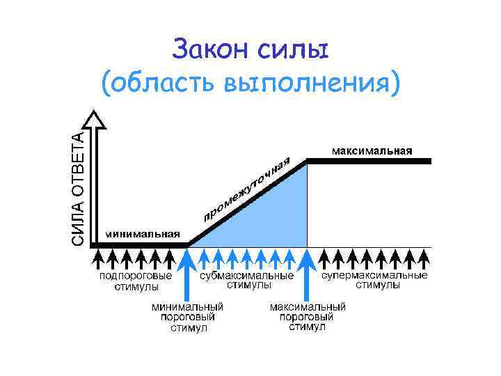 Закон силы (область выполнения) 