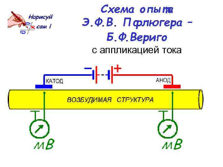 Схема опыта Э. Ф. В. Пфлюгера – Б. Ф. Вериго с аппликацией тока 