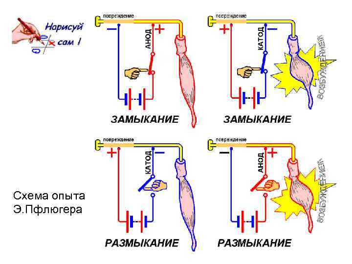 Схема опыта Э. Пфлюгера 