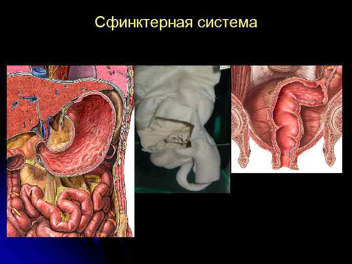 Сфинктерная система 