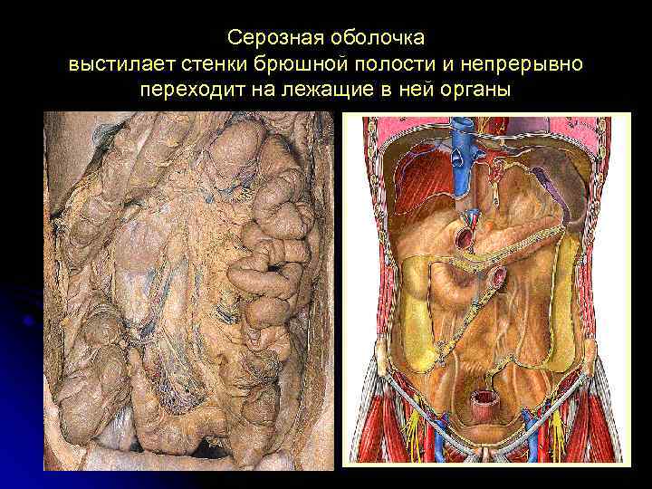 Серозная оболочка выстилает стенки брюшной полости и непрерывно переходит на лежащие в ней органы