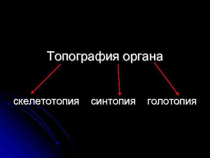 Топография органа скелетотопия синтопия голотопия 