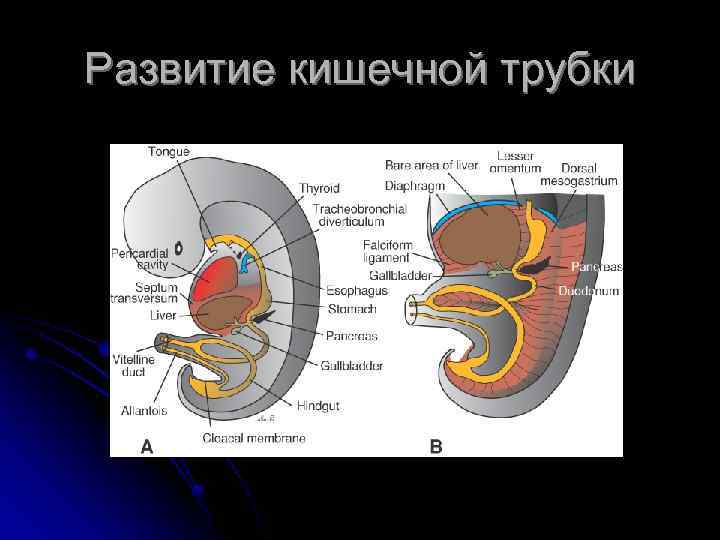 Развитие кишечной трубки 