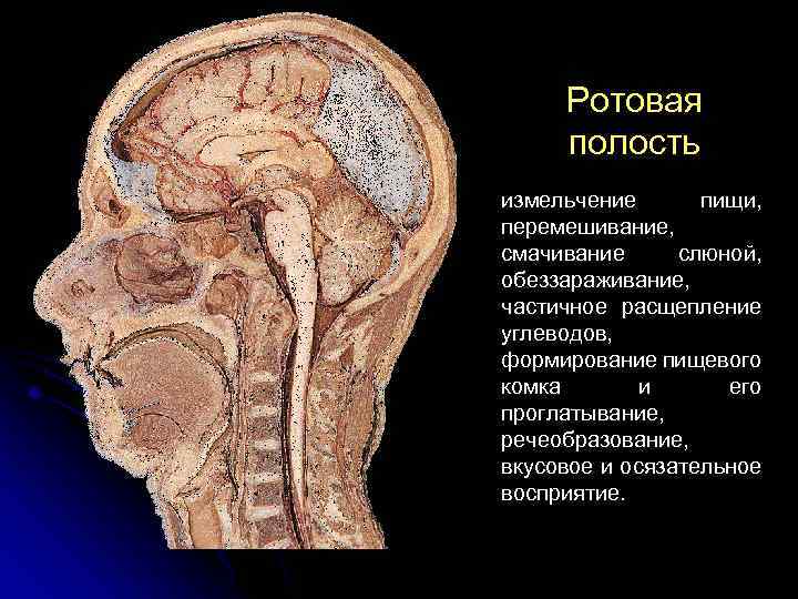 Ротовая полость измельчение пищи, перемешивание, смачивание слюной, обеззараживание, частичное расщепление углеводов, формирование пищевого комка