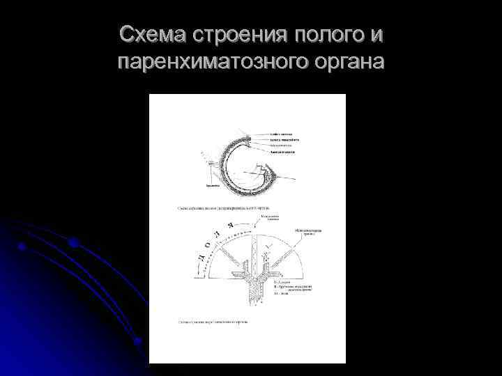 Общий план строения полых и паренхиматозных органов