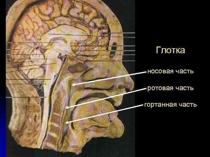 Глотка носовая часть ротовая часть гортанная часть 