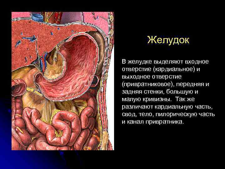 Желудок В желудке выделяют входное отверстие (кардиальное) и выходное отверстие (привратниковое), передняя и задняя