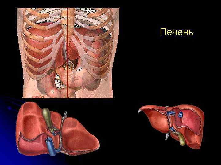 Печень 