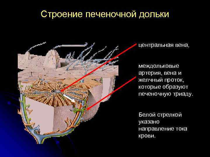 Строение печеночной дольки центральная вена, междольковые артерия, вена и желчный проток, которые образуют печеночную