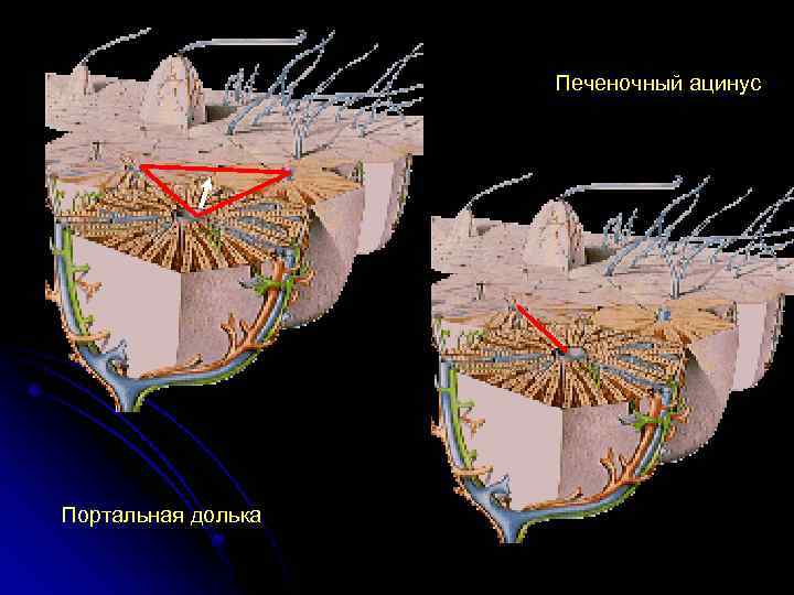 Печеночный ацинус Портальная долька 
