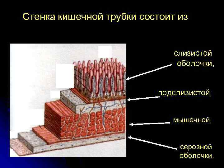 Стенка кишечной трубки состоит из слизистой оболочки, подслизистой, мышечной, серозной оболочки. 