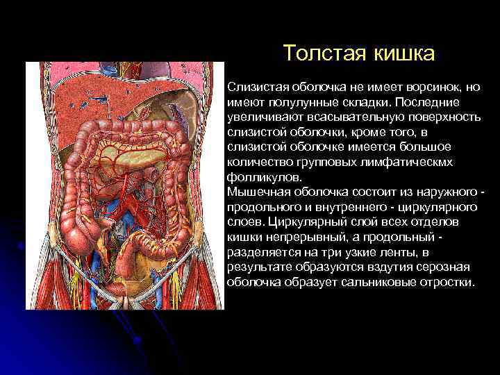 Общий план строения полых и паренхиматозных органов