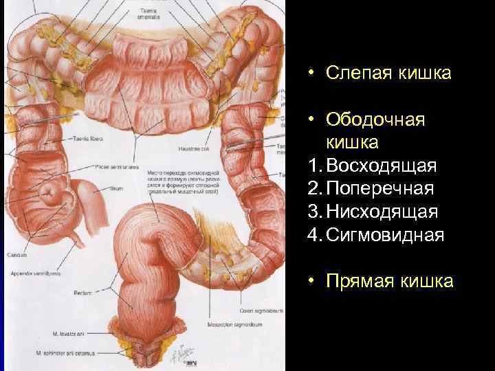 Где сигмовидная кишка находится на рисунке