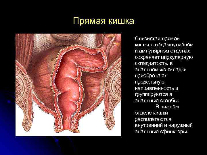 Прямая кишка Слизистая прямой кишки в надампулярном и ампулярном отделах сохраняет циркулярную складчатость, в