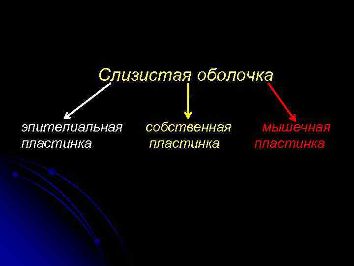 Слизистая оболочка эпителиальная пластинка собственная пластинка мышечная пластинка 