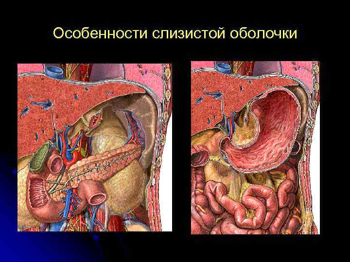 Особенности слизистой оболочки 