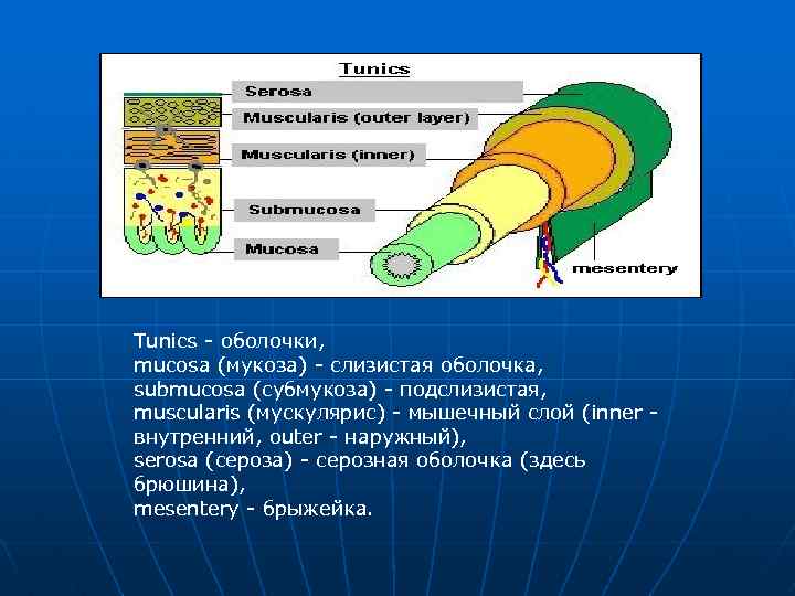Tunics оболочки, mucosa (мукоза) слизистая оболочка, submucosa (субмукоза) подслизистая, muscularis (мускулярис) мышечный слой (inner