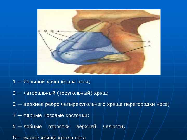 1 — большой хрящ крыла носа; 2 — латеральный (треугольный) хрящ; 3 — верхнее
