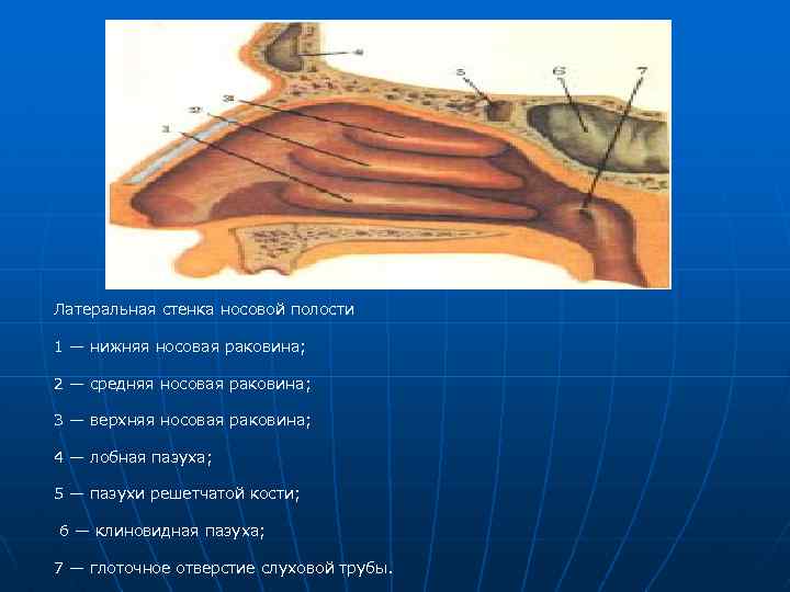 Верхняя стенка носовой полости