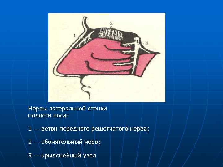Нервы латеральной стенки полости носа: 1 — ветви переднего решетчатого нерва; 2 — обонятельный