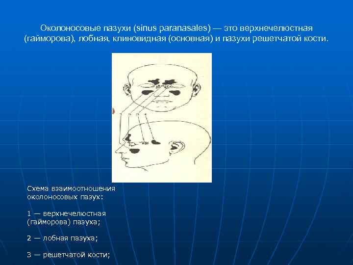 Околоносовые пазухи (sinus paranasales) — это верхнечелюстная (гайморова), лобная, клиновидная (основная) и пазухи решетчатой