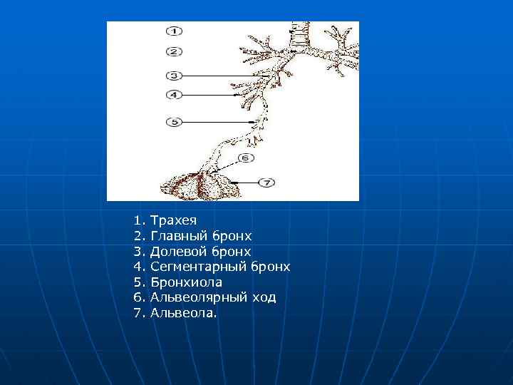 1. 2. 3. 4. 5. 6. 7. Трахея Главный бронх Долевой бронх Сегментарный бронх