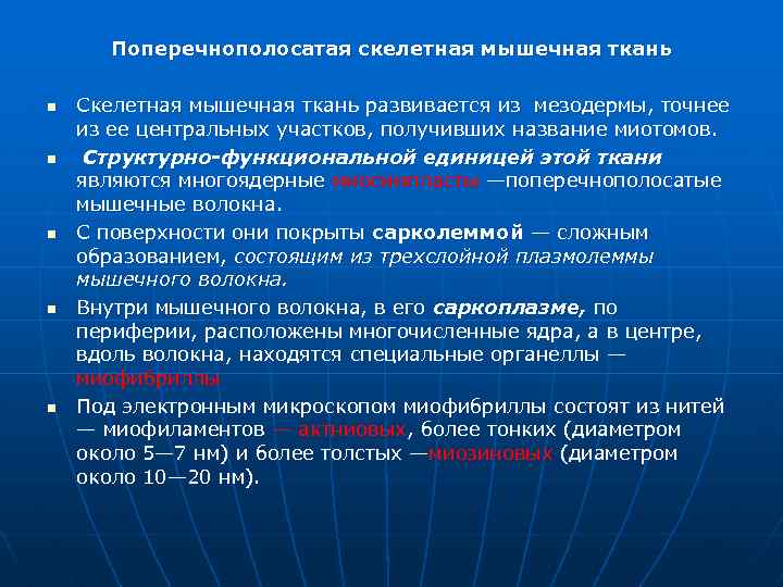 Поперечнополосатая скелетная мышечная ткань n n n Скелетная мышечная ткань развивается из мезодермы, точнее