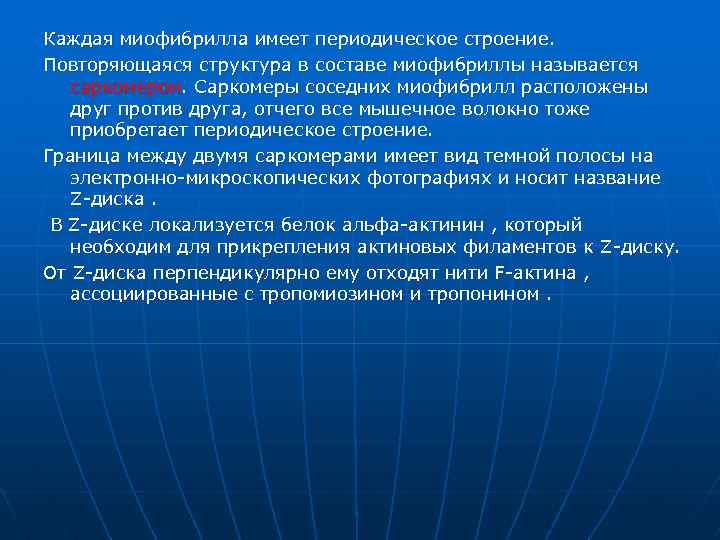 Каждая миофибрилла имеет периодическое строение. Повторяющаяся структура в составе миофибриллы называется саркомером. Саркомеры соседних