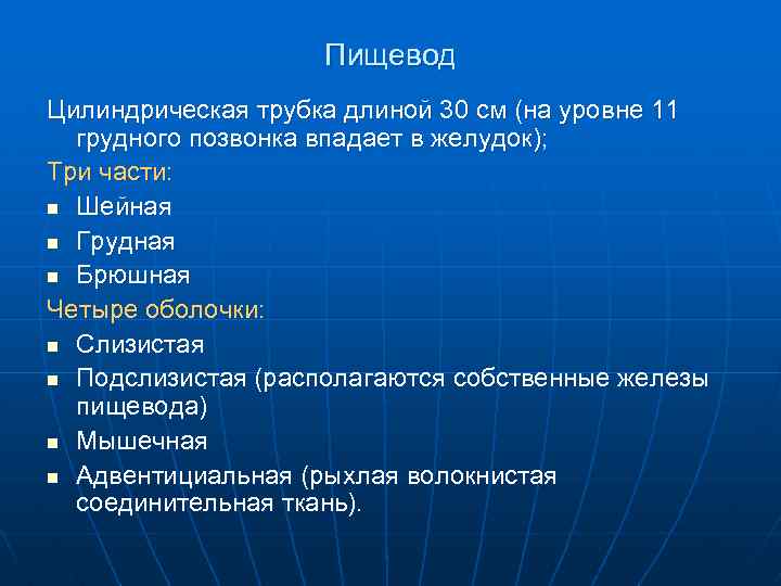 Пищевод Цилиндрическая трубка длиной 30 см (на уровне 11 грудного позвонка впадает в желудок);