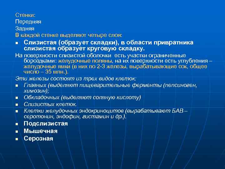 Стенки: Передняя Задняя В каждой стенке выделяют четыре слоя: n Слизистая (образует складки), в