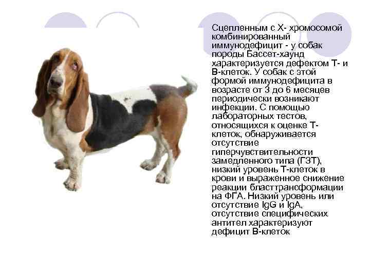 l Сцепленным с Х- хромосомой комбинированный иммунодефицит - у собак породы Бассет-хаунд характеризуется дефектом