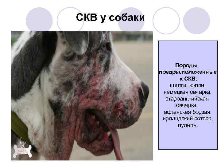 СКВ у собаки Породы, предрасположенные к СКВ: шелти, колли, немецкая овчарка, староанглийская овчарка, афганская