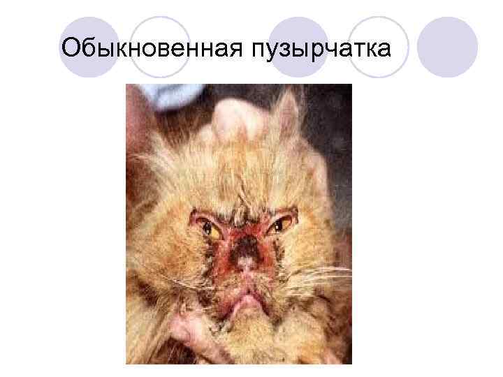 Обыкновенная пузырчатка 