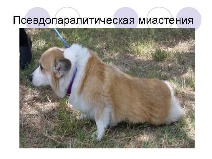 Псевдопаралитическая миастения 