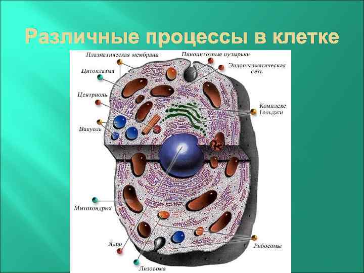 Различные процессы в клетке 