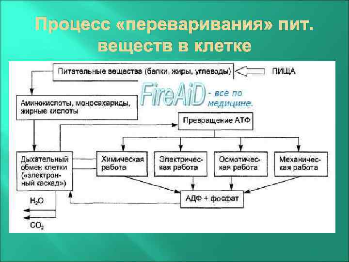Процесс «переваривания» пит. веществ в клетке 