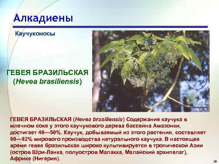 Алкадиены Каучуконосы ГЕВЕЯ БРАЗИЛЬСКАЯ (Hevea brasiliensis) Содержание каучука в млечном соке у этого каучукового