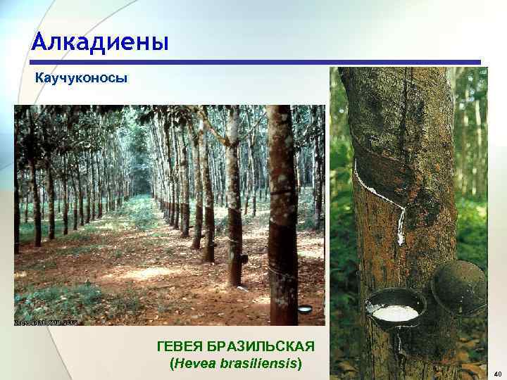 Алкадиены Каучуконосы ГЕВЕЯ БРАЗИЛЬСКАЯ (Hevea brasiliensis) 40 