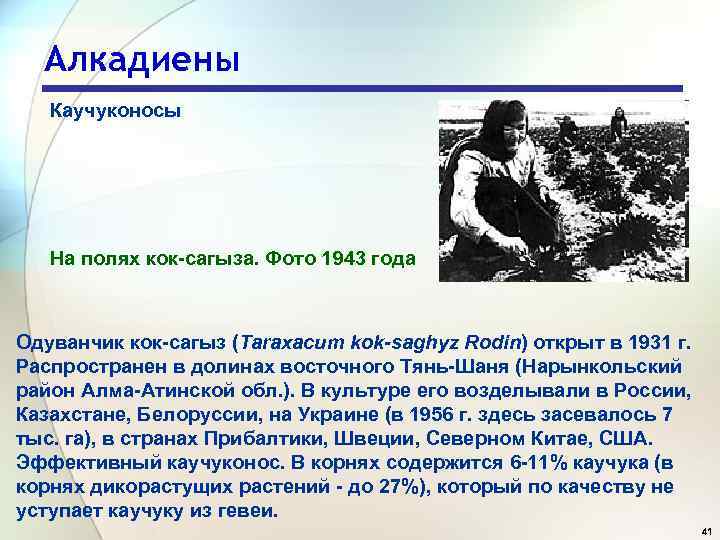 Алкадиены Каучуконосы На полях кок-сагыза. Фото 1943 года Одуванчик кок-сагыз (Taraxacum kok-saghyz Rodin) открыт